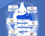 肠道菌群影响全身健康