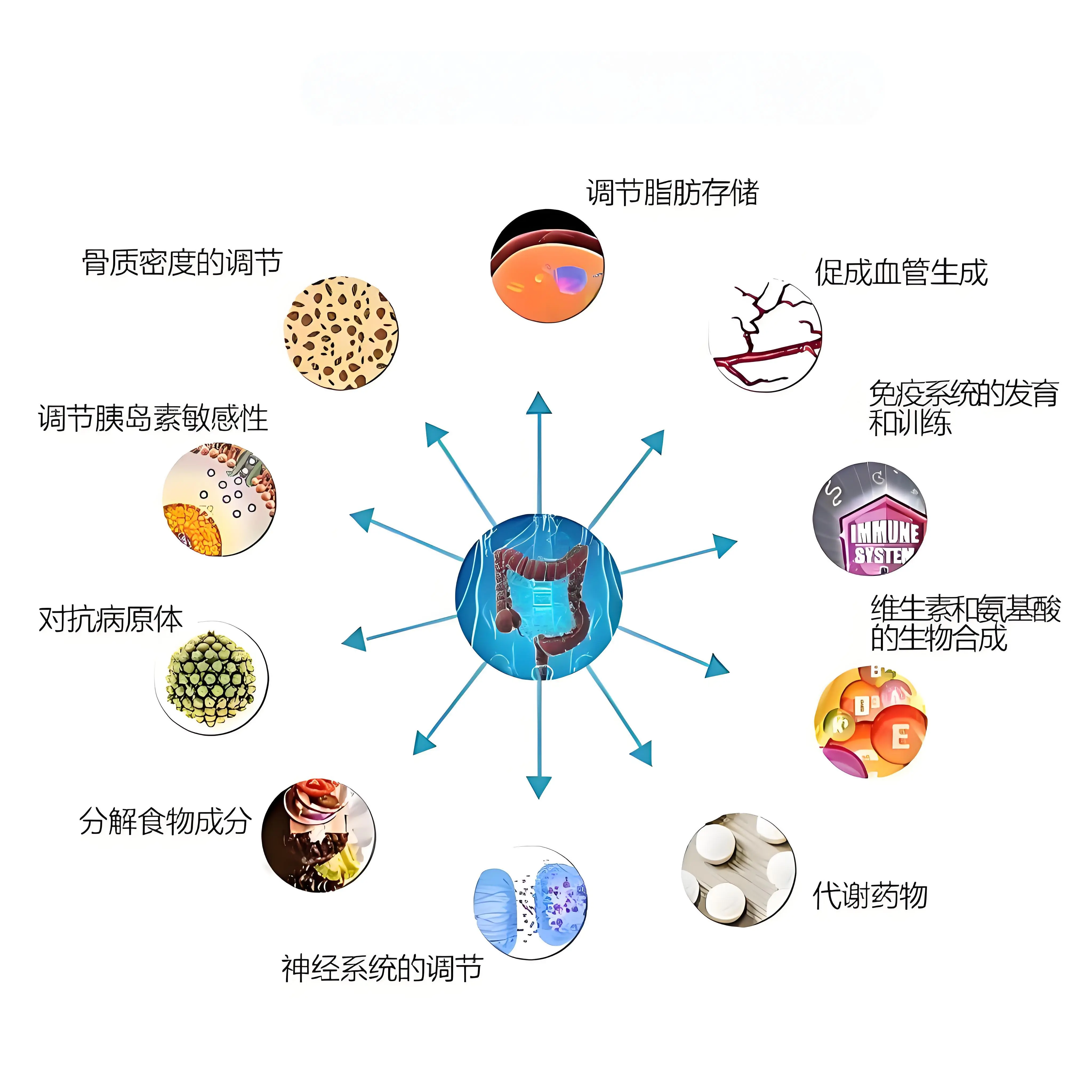 哪些因素会影响肠道菌群的平衡？