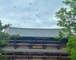 日本奈良夏季旅游详细攻略