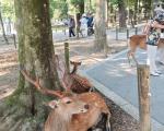 日本奈良冬季旅游详细攻略