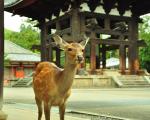 日本奈良三天两夜旅游攻略