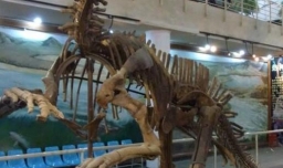 中国最大的古生物博物馆,国内哪些博物馆古生物化石展示最为全面