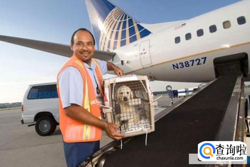 跨国航班怎么托运宠物