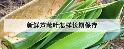 新鲜芦苇叶怎样长期保存