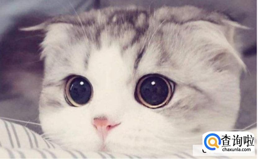 养什么动物不吵不脏不臭