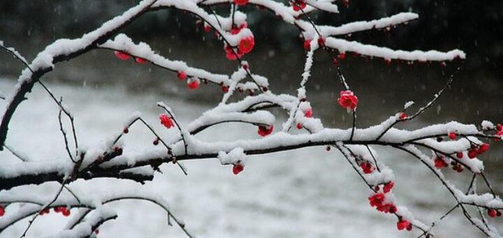 遥知不是雪为有暗香来的意思是什么？