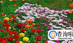 如何制作鲜花标本