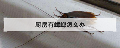厨房有蟑螂怎么办