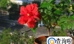 扶桑花叶子发黄怎么办