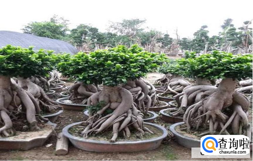 爱心榕树怎么养护合适