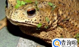 食用完蟾蜍中毒怎么办