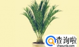 养殖铁树都有哪些注意事项，你知道吗？