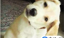 狗狗洗澡耳朵进水了怎么办？