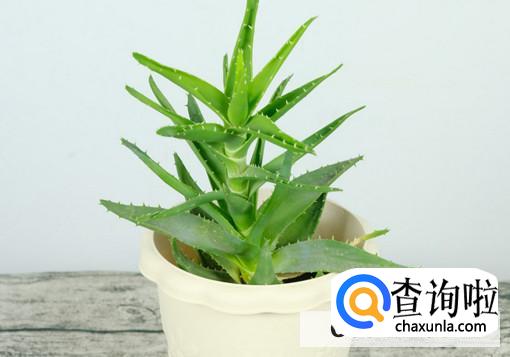 芦荟干瘪卷叶如何修复