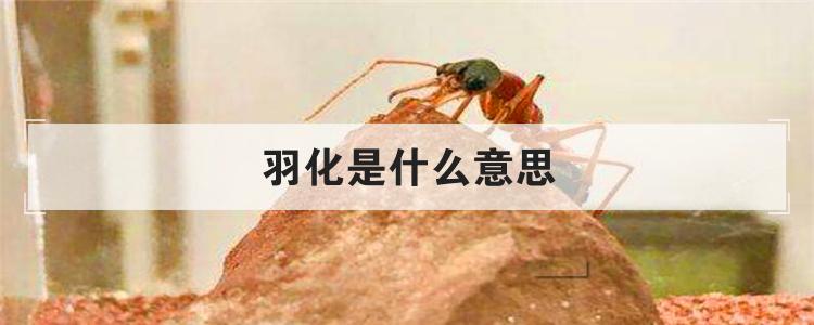 羽化是什么意思