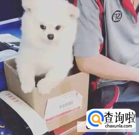 如何快递狗狗到异地