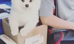 如何快递狗狗到异地