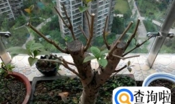 如何才能把桂花养好？