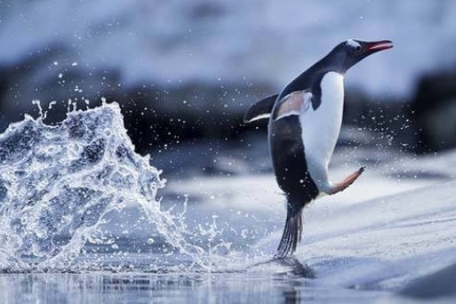 企鹅是哺乳动物吗