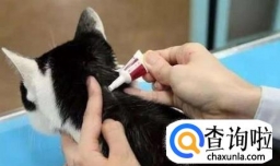 猫咪体外驱虫多久一次？猫咪驱虫注意事项
