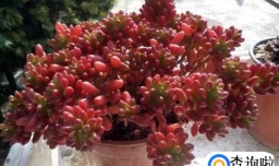 多肉虹之玉下面叶子掉怎么办