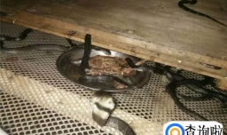 怎样低成本养蛇