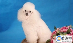 家里养什么狗子比较干净