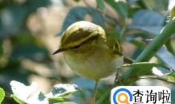 怎么购买饲养黄腰柳莺?