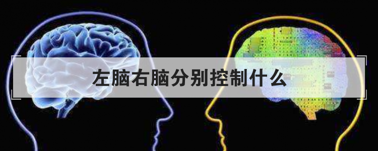 左脑右脑分别控制什么