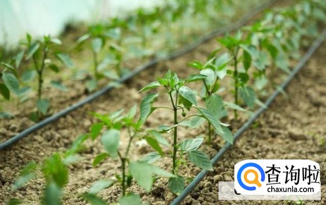 辣椒种植科学方法有哪些?
