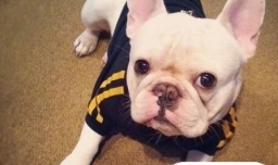 常见的斗牛犬有哪些