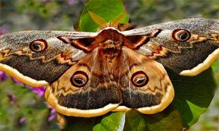 房间有飞蛾怎么办