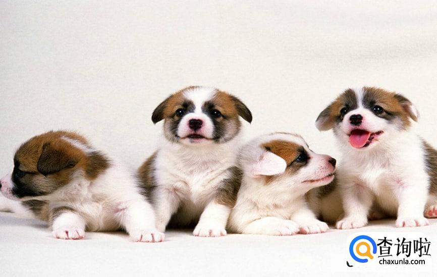 抑郁症养狗有效吗