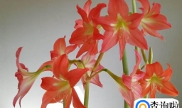 朱顶红开花后怎么处理