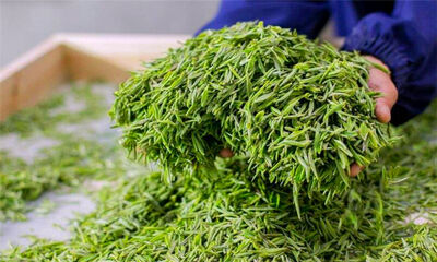 信阳毛尖是绿茶吗