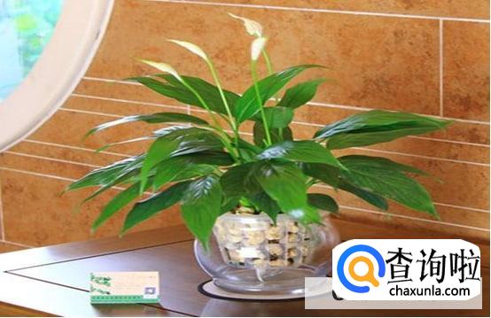 一帆风顺植物怎样养护