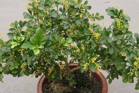  米兰花的种植方法和注意事项