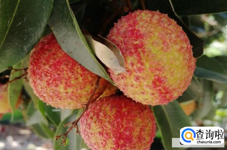 如何选取细核荔枝