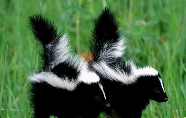 臭鼬喜欢吃什么食物