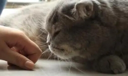 猫咪的情绪不好怎么做