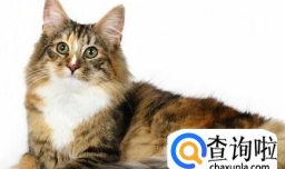 缅因猫怎么样？缅因猫有哪些特点？