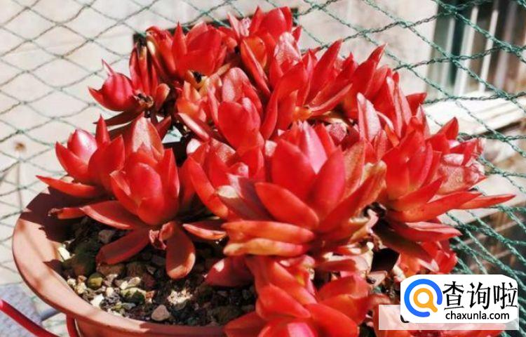 多肉怎么养才能活的更久？