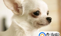 吉娃娃吃什么食物,吉娃娃喂养要注意什么