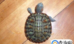 乌龟水霉病怎么治,怎么预防乌龟得水霉病