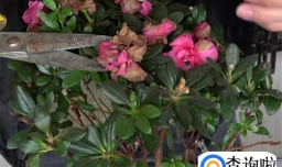 杜鹃花开败了怎么修剪