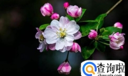 海棠花叶子生虫怎么办