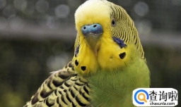 虎皮鹦鹉怎么分公母