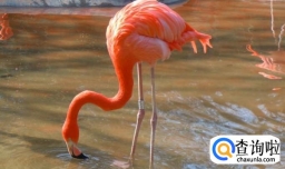 火烈鸟主要分布在哪些地方？