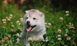 有的狗狗为什么喜欢吃草？