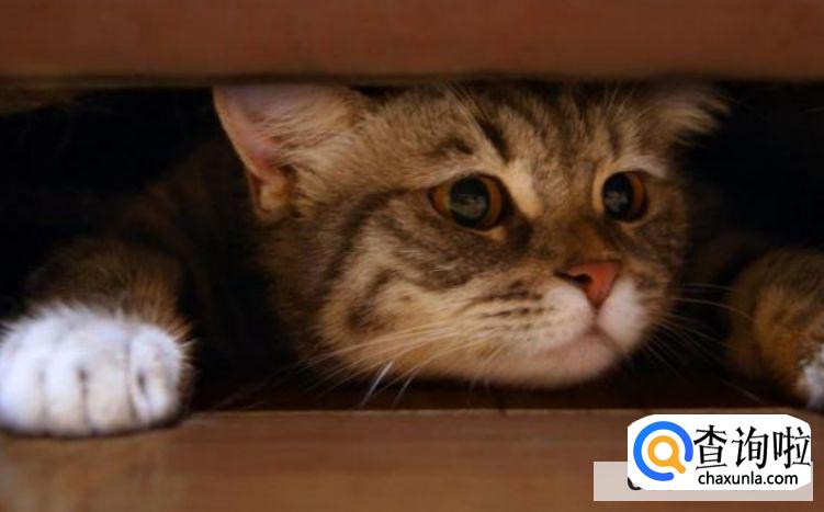 猫咪发情了怎么办？